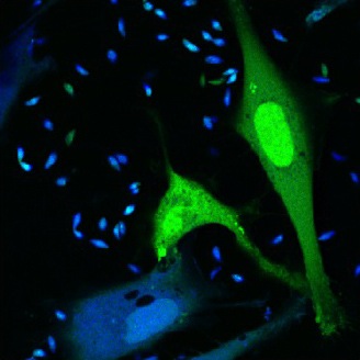 Secretion of <em>T. gondii</em> proteins into cells can be detected by FRET