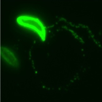 Trails of the surface antigen 1 (SAG1) deposited by gliding <em>T. gondii</em>