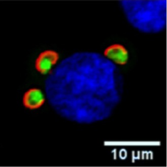 <em>T. gondii</em> (green and red) attached to a human monocyte